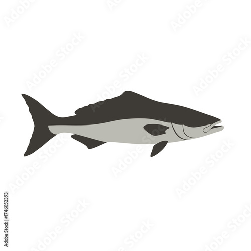 A stylized illustration of a fish, showcasing its streamlined body and fins.