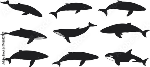 Whale silhouette collection, ocean marine animals vector, underwater wildlife illustration, aquatic nature design, sea creature art, humpback and killer whale