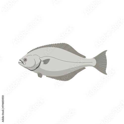 A flatfish illustration, showcasing its unique shape and features.
