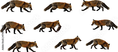 Wild red fox walking in different poses, realistic animal illustration collection, natural wildlife behavior on white background for nature design