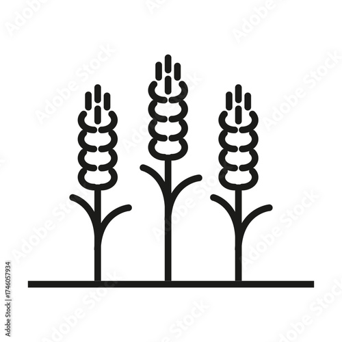 3 stalks of wheat black outline on white. Editable stroke line icon