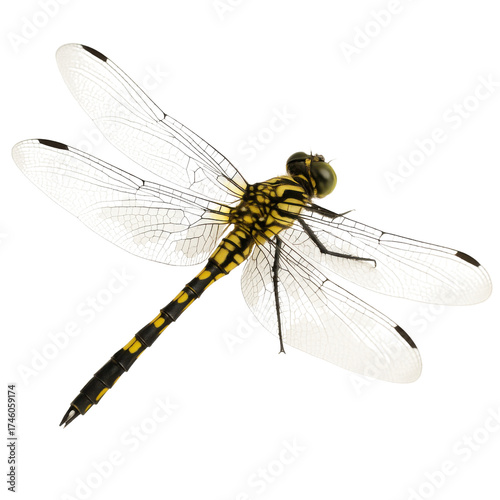 dragonfly isolated on transparent background