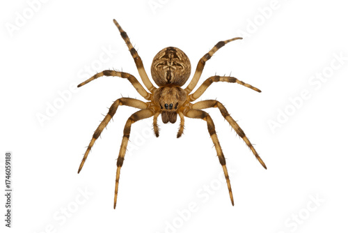 spider isolated on transparent background