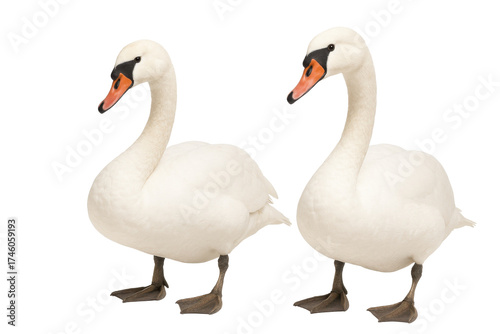 two white mute swans isolated on transparent background.