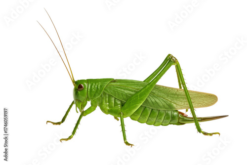green grasshopper isolated on transparent background