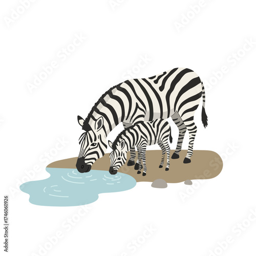 Two zebras, an adult and a baby, drinking water by a small pond.