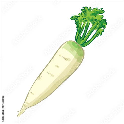 Radish Hand drawn Vector Illustration