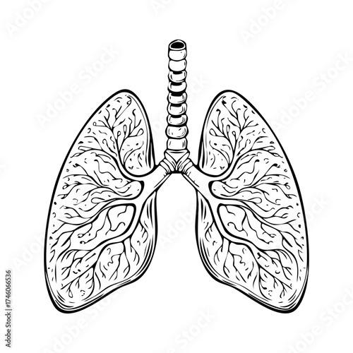 Human lungs illustration