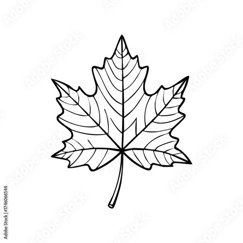Autumn maple leaf drawing