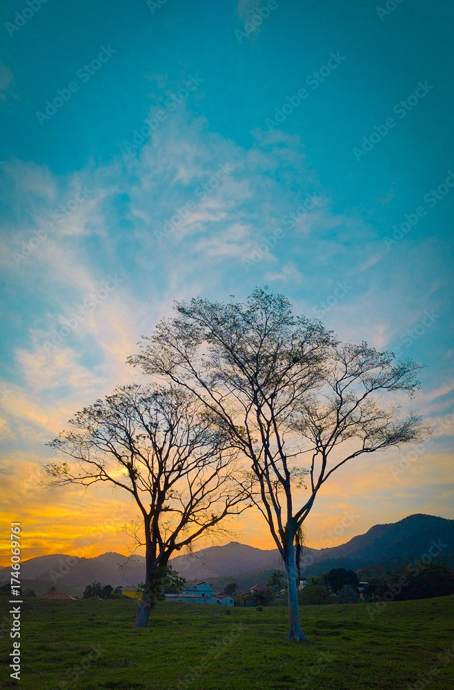 Obraz premium lonely tree on sunset