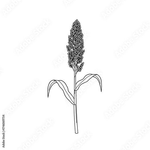 Detailed Line Drawing of a Sorghum Plant with Seed Head