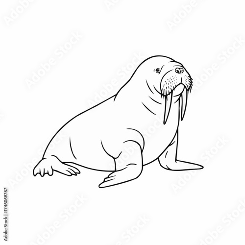 Detailed Line Art Illustration of a Majestic Walrus with Tusks and Whiskers