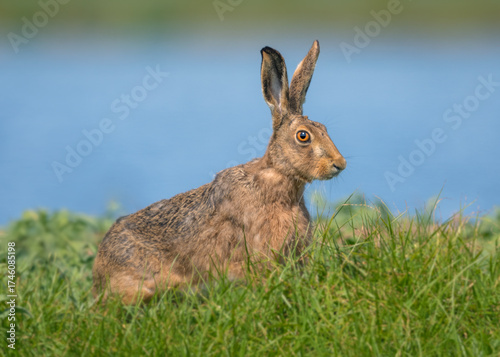 A wild, invasive European hare (Lepus europaeus) posing in broad daylight in a grass meadow with blue water background, Australia