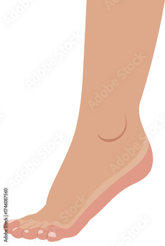 Human Ankle Joint Foot Illustration Isolated on White Background