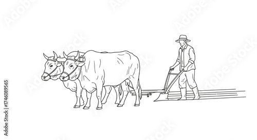 An illustration of a palm tree plantation, with many trees in rows and coconuts scattered on the ground.