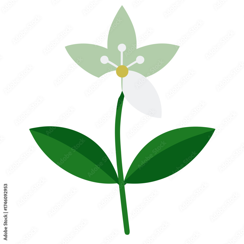 Obraz premium loosestrife on white background