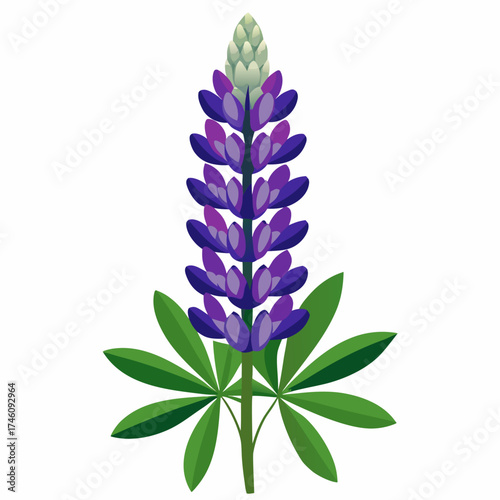 lupinus albus  on white background