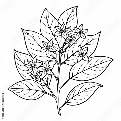ligustrum sinense on white background