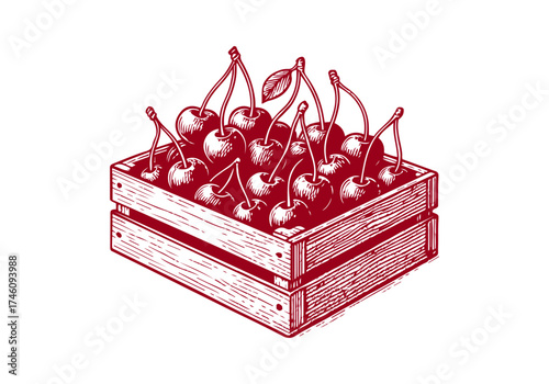 Cherry hand drawn simple engraved vector illustration