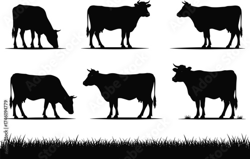 Cow silhouette grazing, standing, walking, black cattle vector set, farm animal poses, livestock illustration, rural graphic, agriculture concept, editable design