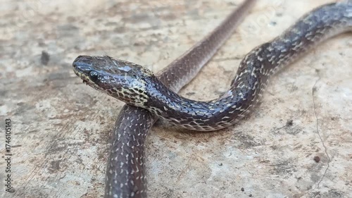small snake