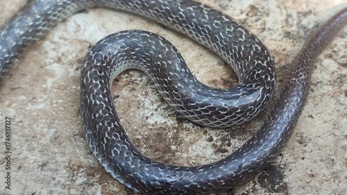 small snake