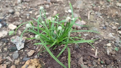 fresh grass in the ground