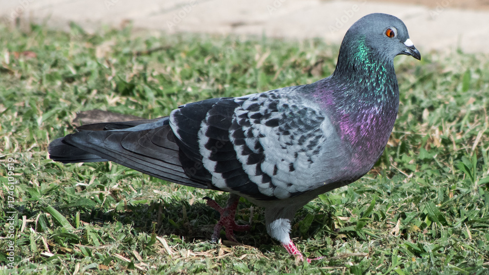 Fototapeta premium Rock pigeon with iridescent plumage
