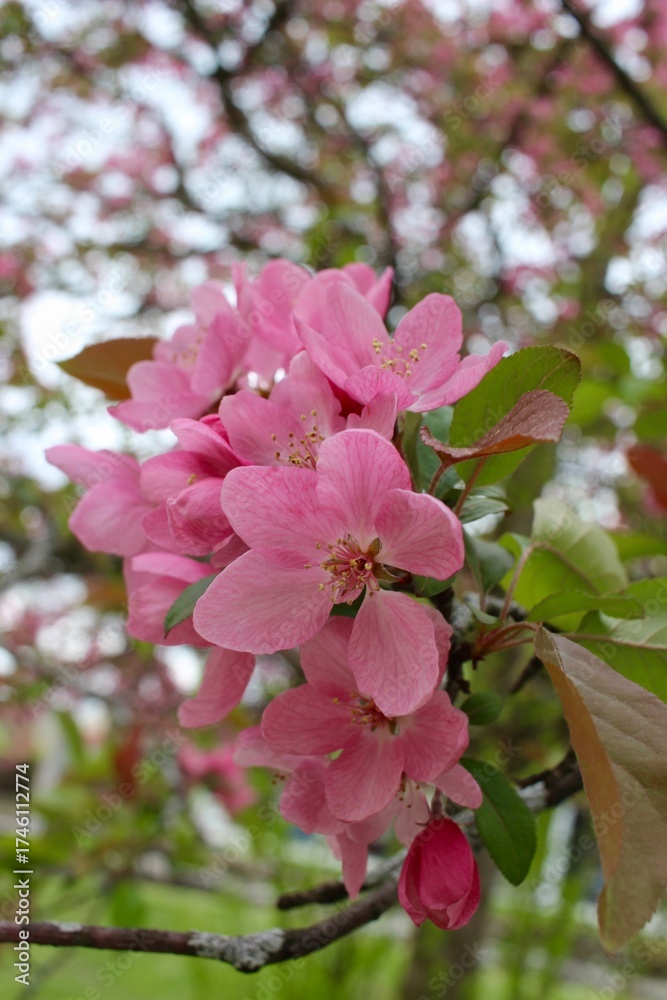 Obraz premium Spring upstate