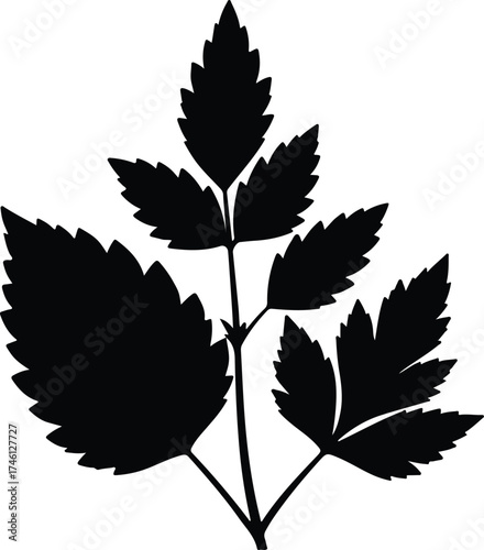 Illustrator Vector Parsley leaf botanical plant illustration silhouette