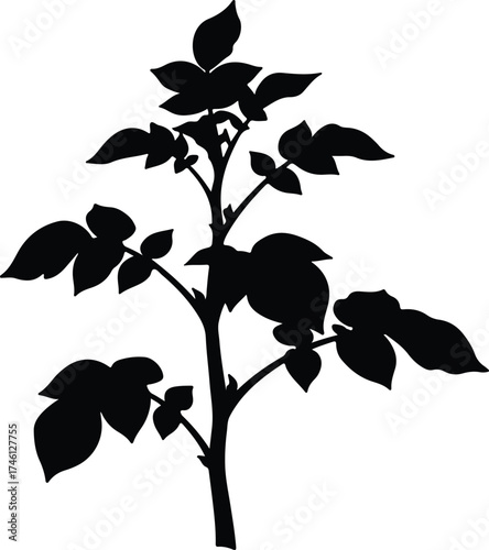 Illustrator Vector Potato plant silhouette black and white botany