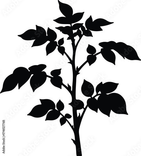 Illustrator Vector potato plant stem with leaves organic silhouette