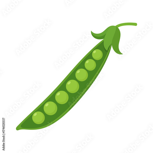 Green Pea Pod with Visible Peas Fresh Vegetable Illustration.