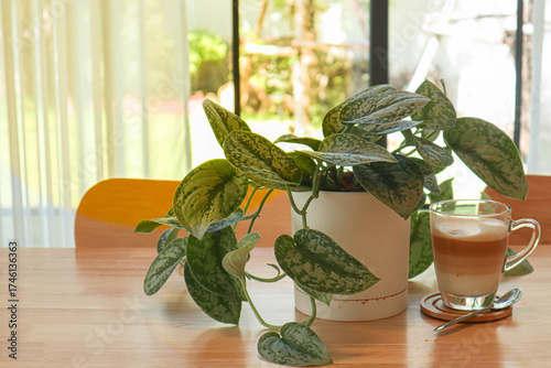 Relaxing composition of a green plant Beautiful green plant  Silver Philodendron a cup of iced coffee beside a window. Bright and calm tone suitable for home lifestyle, work from home 
