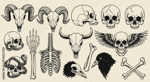 Skulls and Bones Collection