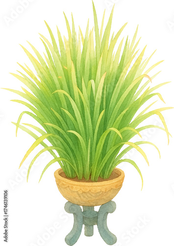 Watercolor Illustration of Lemongrass Plant in Pot