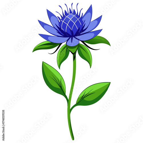 blue throatwort flower ion white background