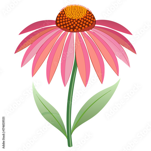 coneflower ion white background