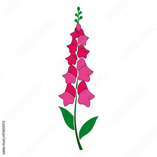  foxglove flower ion white background