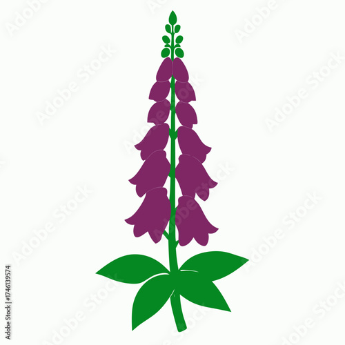 foxglove flower silhouette ion white background