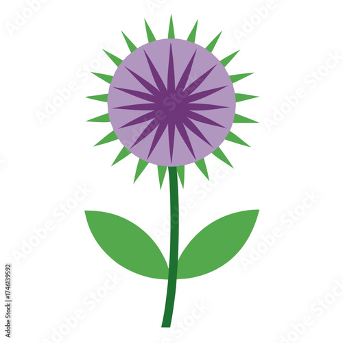 globe thistle flower on white background