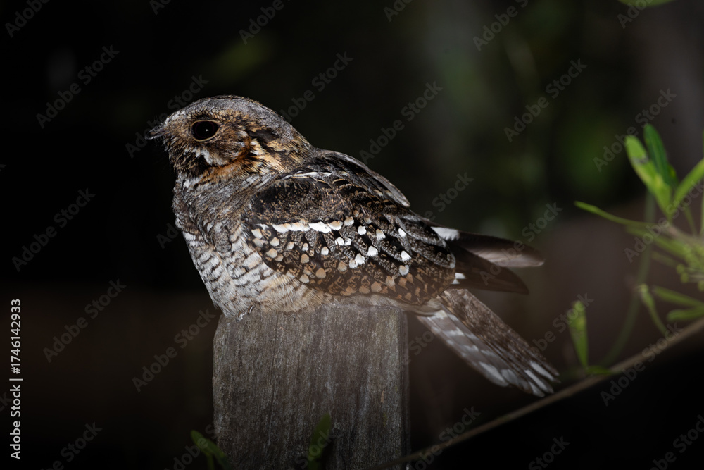 Fototapeta premium Little Nightjar (Setopagis parvula) perched on a fence at night in Gualeguaychú, Entre Ríos, Argentina. Night wildlife photography. High quality nature picture. 