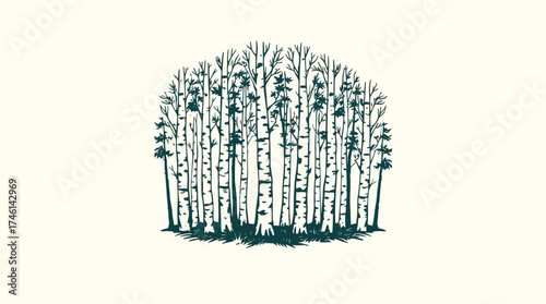 Illustration of a dense grove of birch trees with distinctive white bark and dark markings.