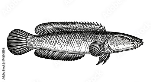 Detailed illustration of a snakehead fish, showcasing its scales and fins in profile.