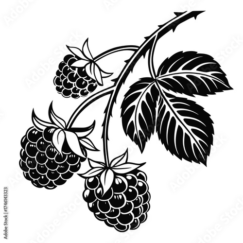 Stylized white raspberries on a black background
