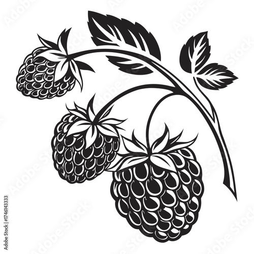 Stylized black and white raspberries on a branch