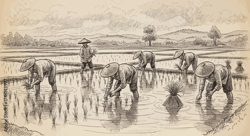 Farmers planting rice seedlings in a flooded paddy field, working together.