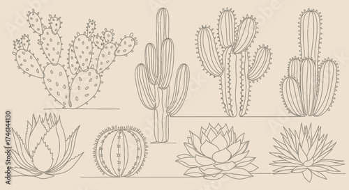 Cactus and Succulent Line Art Collection - Botanical Desert Plants.