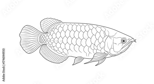 A detailed line drawing of an Arowana fish, showcasing its scales, fins, and distinctive features.