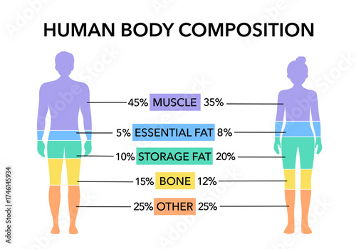 Comparison of healthy male and female body composition. Human body composition chart vector illustration.